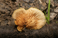 Crepidotus brunswickianus