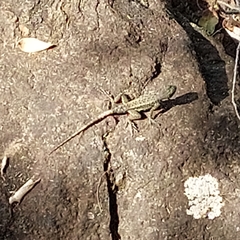 Tropidurus catalanensis