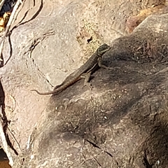 Tropidurus catalanensis