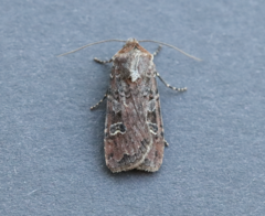 Euxoa ochrogaster