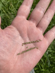 Leptochloa panicoides