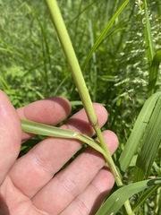 Leptochloa panicoides