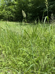 Leptochloa panicoides