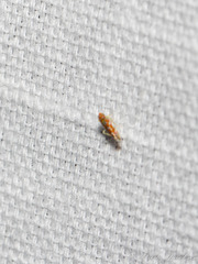 Erythroneura rubra