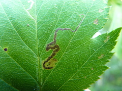 Stigmella oxyacanthella