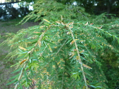 Naohidemyces vacciniorum