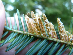 Naohidemyces vacciniorum