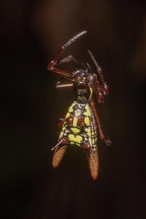 Micrathena sexspinosa