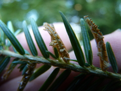 Naohidemyces vacciniorum