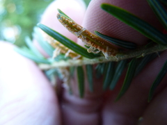 Naohidemyces vacciniorum