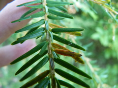Naohidemyces vacciniorum