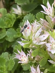Hylaeus leptocephalus