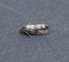 Olethreutes costimaculana