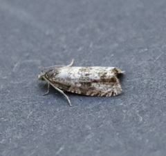 Olethreutes costimaculana