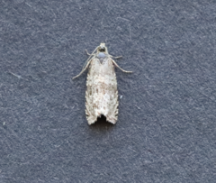 Olethreutes costimaculana