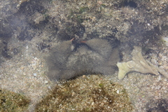 Pilumnus vespertilio