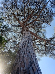 Pinus nigra