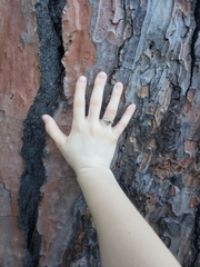 Pinus nigra
