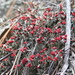 Cladonia jaliscana - Photo (c) Alejandro Huereca Delgado, some rights reserved (CC BY-NC-ND), uploaded by Alejandro Huereca Delgado