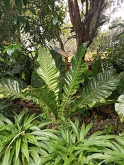 Anthurium caucavallense