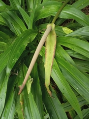 Anthurium caucavallense