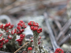 Cladonia jaliscana