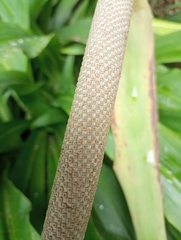 Anthurium caucavallense