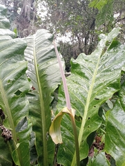 Anthurium caucavallense