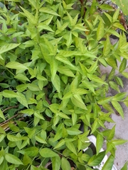 Justicia periplocifolia