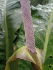 Anthurium caucavallense