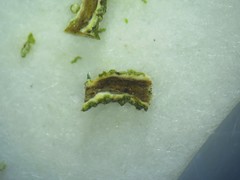 Cladonia jaliscana