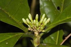 Tocoyena longiflora