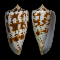 Conus collisus