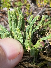 Diphasiastrum alpinum