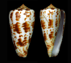Conus collisus