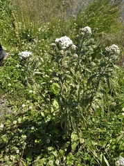 Achillea alpina camtschatica