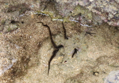 Amphipholis squamata