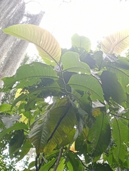 Triplaris americana