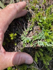 Diphasiastrum alpinum