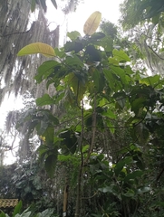Triplaris americana