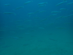 Trachurus symmetricus