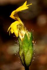 Goodenia pusilliflora
