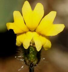Goodenia pusilliflora