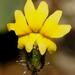 Small-flower Goodenia - Photo (c) Ellura Sanctuary, some rights reserved (CC BY-NC), uploaded by Ellura Sanctuary