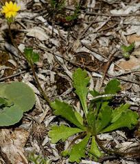 Goodenia pusilliflora