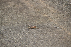 Schistocerca piceifrons