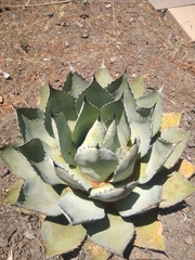 Agave applanata