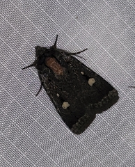 Abagrotis mirabilis