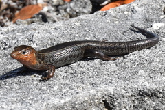 Plestiodon longirostris