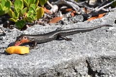 Plestiodon longirostris